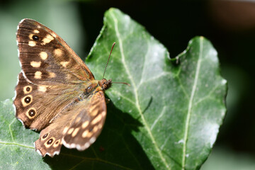 butterfly on a leaf