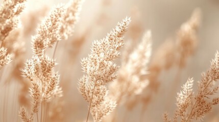 Soft, golden grasses sway gently in a serene, blurred background.