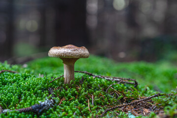 mushrooms in the forest