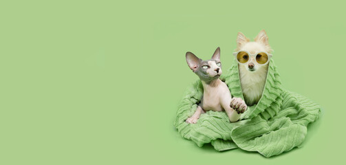  Banner cat and dog summer. Pomeranian and sphynx  wrapped with a pastel towel and wearing...