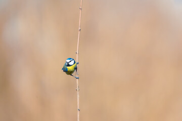 Blue tit © BLEMCO