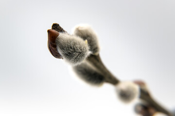 Spring flower buds of willow, catkins. Easter holidays.
