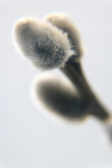 Spring flower buds of willow, catkins. Easter holidays.
