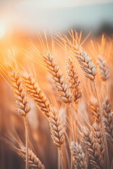 Yellow wheat field in sunlight, agricultural crop in rows.