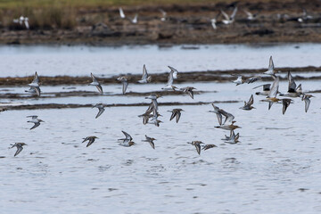 Alpenstrandläufer ( Calidris alpina )im Herbst an der Ostsee	
