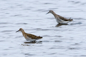 Kampfläufer im Herbst in an der Ostsee	
