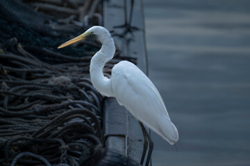 Malaysia. The east coast of Borneo. A white heron on the edge of a fishing vessel at the seaport of Semporna.