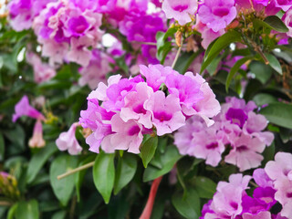 Garlic Vine with Trumpet-Shaped Flowers and Distinct Garlic Aroma