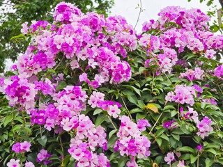 Garlic Vine with Trumpet-Shaped Flowers and Distinct Garlic Aroma