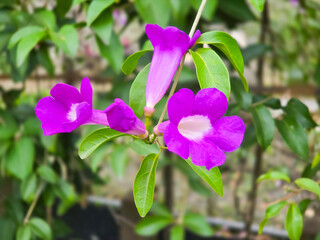 Garlic Vine with Trumpet-Shaped Flowers and Distinct Garlic Aroma