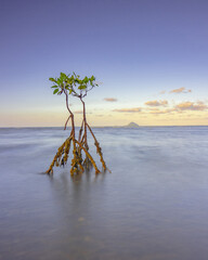 Naklejka premium lonely tree on the beach