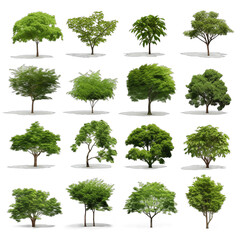 Fototapeta premium Collection tree isolated on white background 
