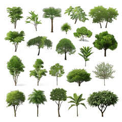 Fototapeta premium Collection tree isolated on white background 