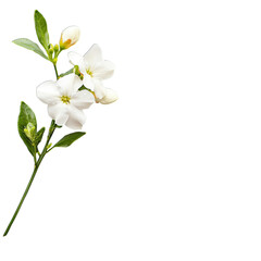 Fototapeta premium apple tree flowers