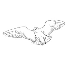 dove flying in the sky modern elegand