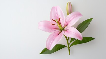 Fototapeta premium Pink Lily Blossom On White Background