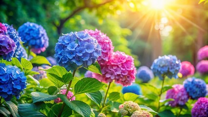 Obraz premium Panoramic Summer Hydrangea Bloom: Vibrant Pink and Blue Flowers in Lush Garden
