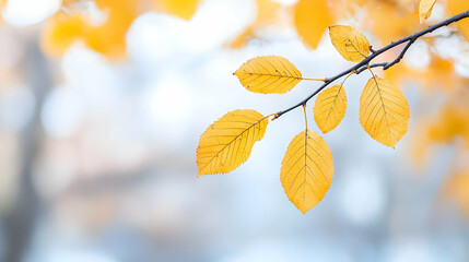 Obraz premium Golden autumn leaves branch, park background, nature scene, fall wallpaper