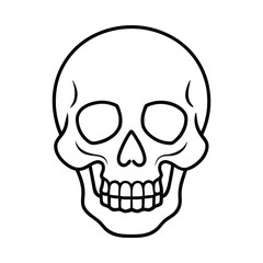 human skull 