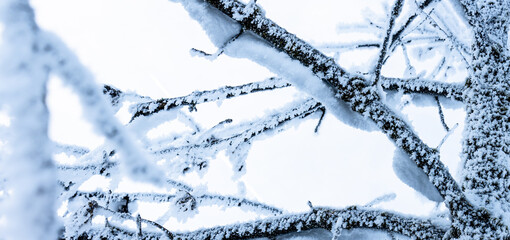 Äste mit Schnee