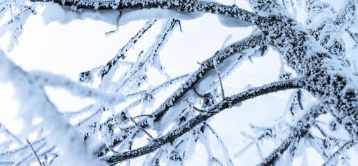 Äste mit Schnee
