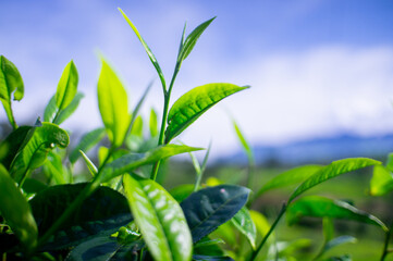fresh green tea leaves in the morning
