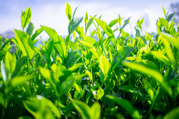 fresh green tea leaves in the morning