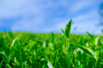 fresh green tea leaves in the morning