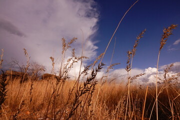 Golden grass landscape. Dry grass seed heads against a blue sky with soft clouds.