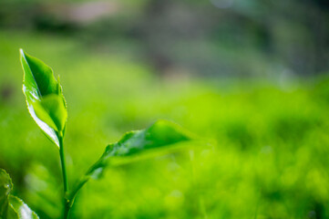 fresh green tea leaves in the morning