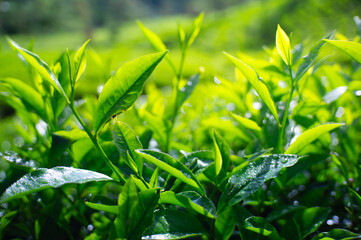 fresh green tea leaves in the morning