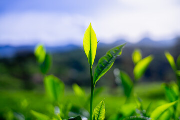 fresh green tea leaves in the morning