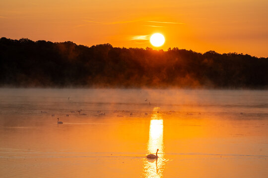 Sunrise Swans