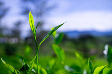fresh green tea leaves in the morning