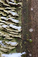 Graphical Tree Trunk Background with Contrasting Fungi, Moss, Snow, Frost and Bare Sections