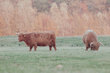 Scottish Highland Cows in the Dutch Dunes