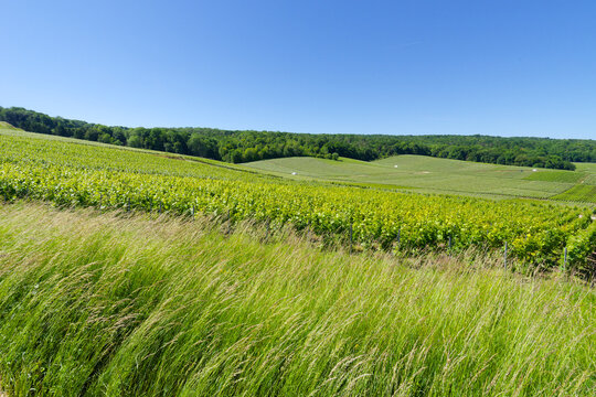 Ludes vineyard in the Montagne de Reims Regional Natural Park