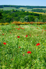 Marfaux country in the Montagne de Reims Regional Natural Park