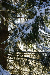 snow covered trees