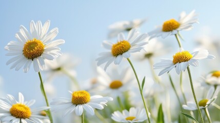 Bright White Daisies in a Field Under Clear Blue Sky