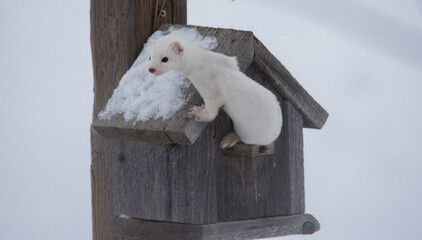 White tailed weasel in the winter