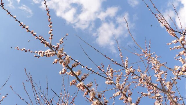 blossom trees spring garden. pink flower tree bee sky. Mood apple flutter warm fluttering particle cloudless. up evening sky cultivated bee floral relaxation. ceremony evolution inspirational coral.