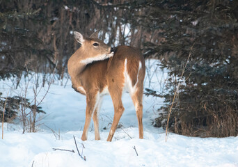 Obraz premium White tailed deer in the winter