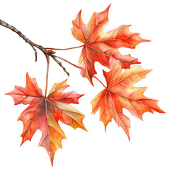 autumn maple leaves