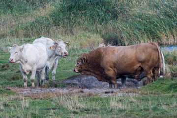 Uckermärker Rinder auf der Weide  © Karin Jähne