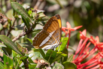 Der smooth-banded sister Schmetterling in der Seitenansicht mit geschlossenen Flügeln im...