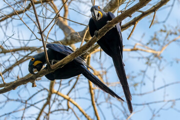 Zwei Hyazintharas in der Frontale und der Seitenansicht auf einem kahlen Baum
