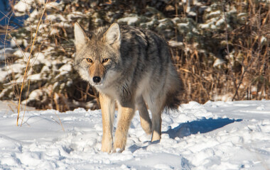 Coyote in the winter snow 