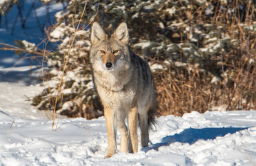 Fototapeta premium Coyote in the winter snow 