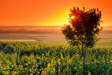 Verzenay vineyard in the  the Montagne de Reims Regional Natural Park